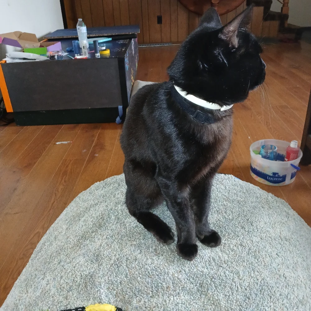 Custom cat scratch post